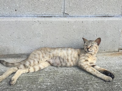 ogijima.jpg